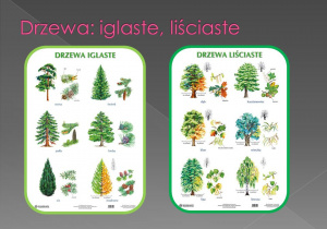 Zdjęcie 6 na 6
