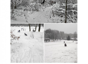 Rozwiązanie konkursu ,, Ogród/ park zimą"