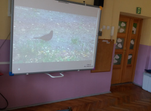 Spotkanie z ornitologiem- ptaki w mieście wiosną