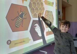 Marcel i pierwszy etap życia pszczoły