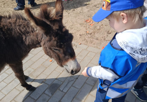 Wycieczka do mini zoo "Agrobanda"