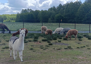 Wycieczka do mini zoo "Agrobanda"