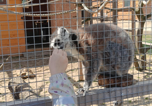 Wycieczka do mini zoo "Agrobanda"