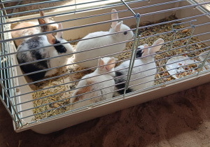 Wycieczka do mini zoo "Agrobanda"