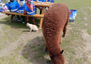 Wycieczka do mini zoo "Agrobanda"