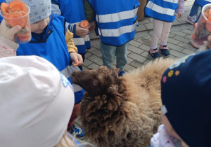 Wycieczka do mini zoo "Agrobanda"