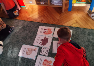 Dzieci dokonują klasyfikacji obrazków zwierząt.