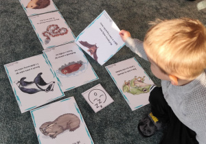 Dzieci dokonują klasyfikacji obrazków zwierząt.