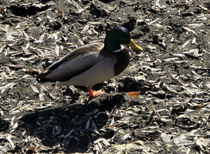 W poszukiwaniu wiosny