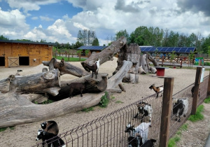 Dobronianka