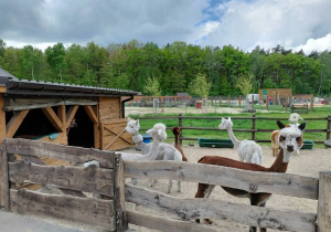 Dobronianka
