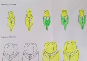 Liczenie tulipanów Filip
