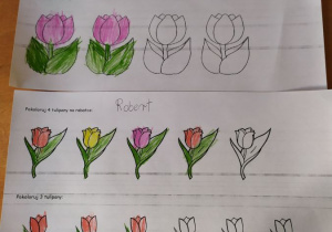 Liczenie tulipanów Robert