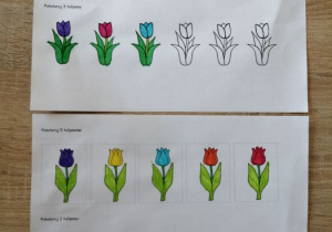 Liczenie tulipanów Wiktoria